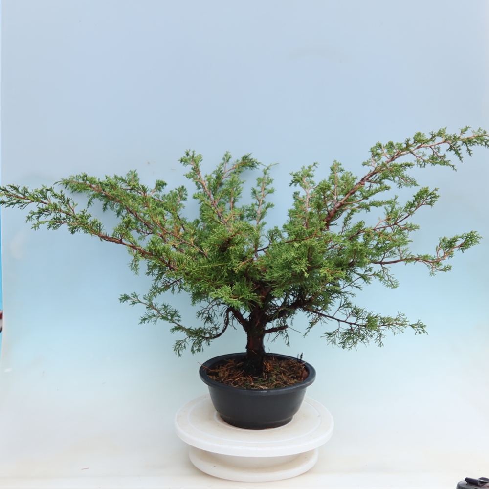 Bonsai voor buiten - Juniperus chinensis Itoigawa - Chinese jeneverbes