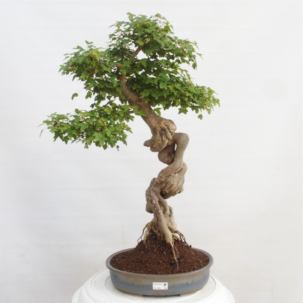 Bonsai voor buiten - Acer Buergerianum - Burgeresdoorn