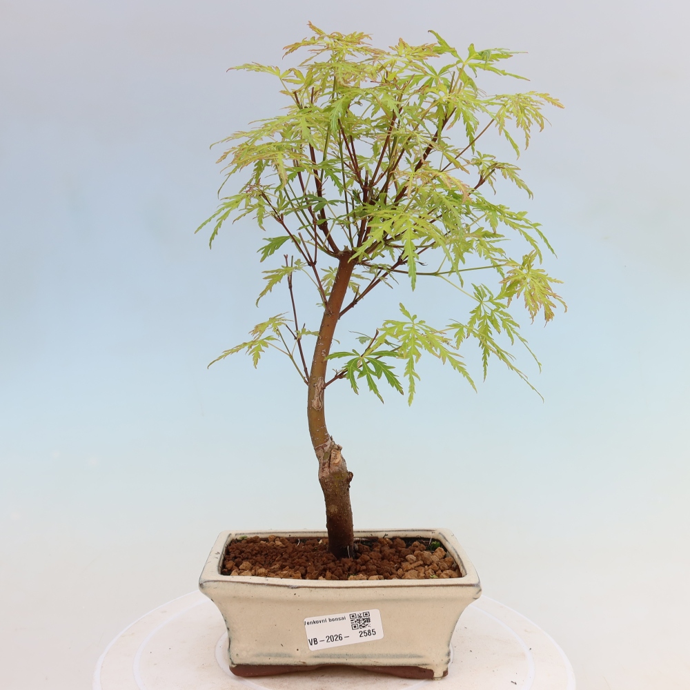 Bonsai voor buiten - Acer palmatum Dissectum