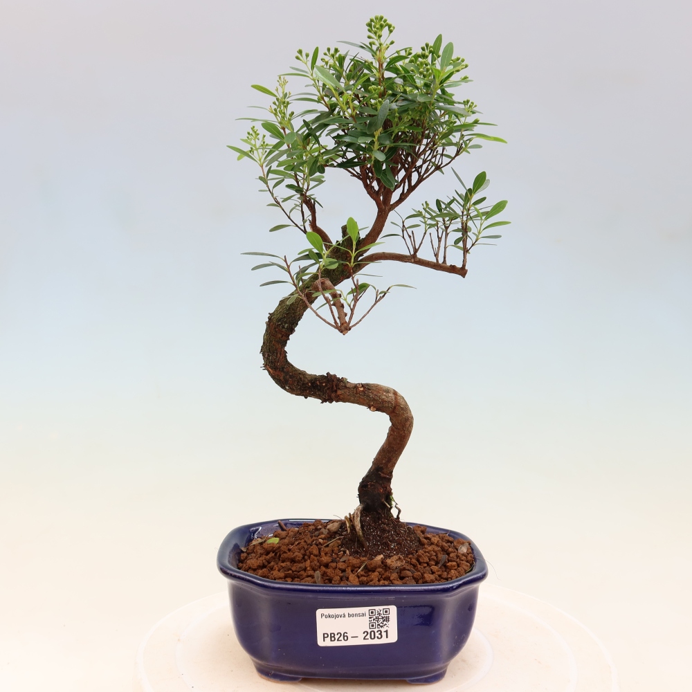 Kamerbonsai - Syzygium - Pimento