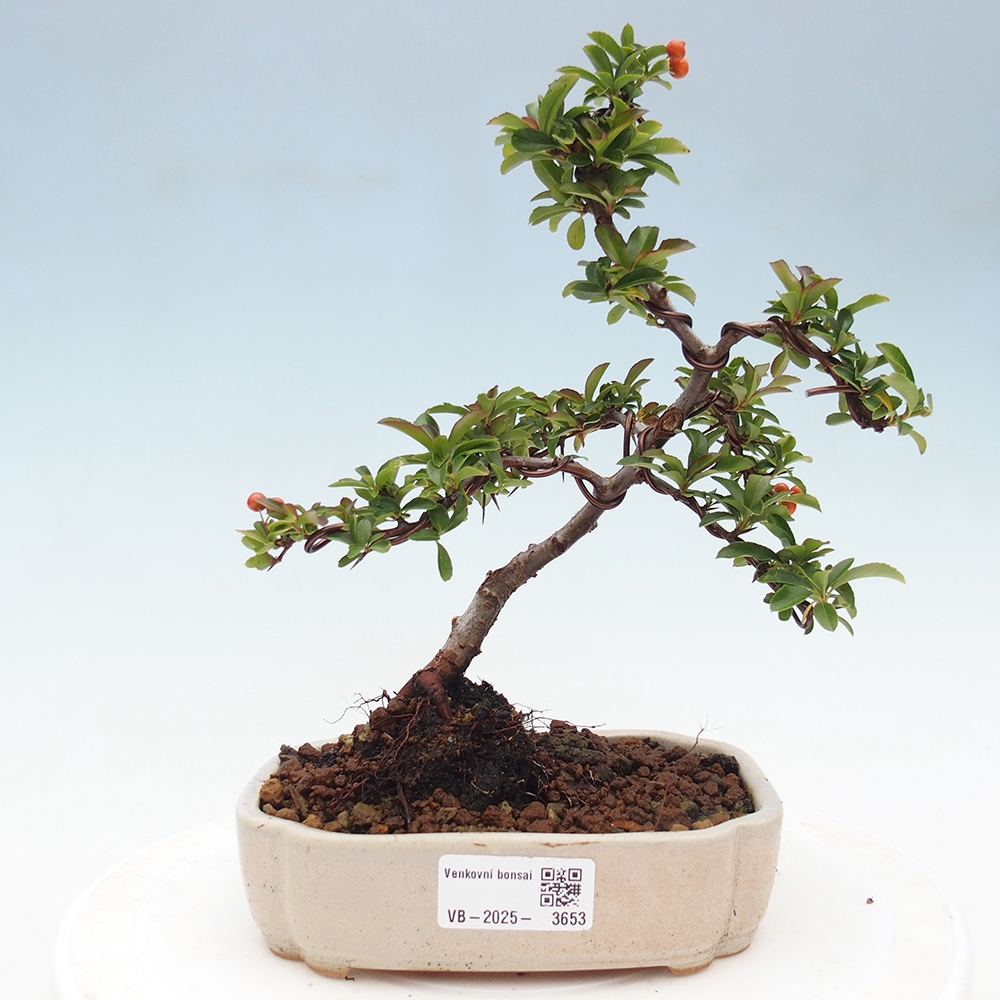 Bonsai-Pyracantha Teton voor buiten -Hlox