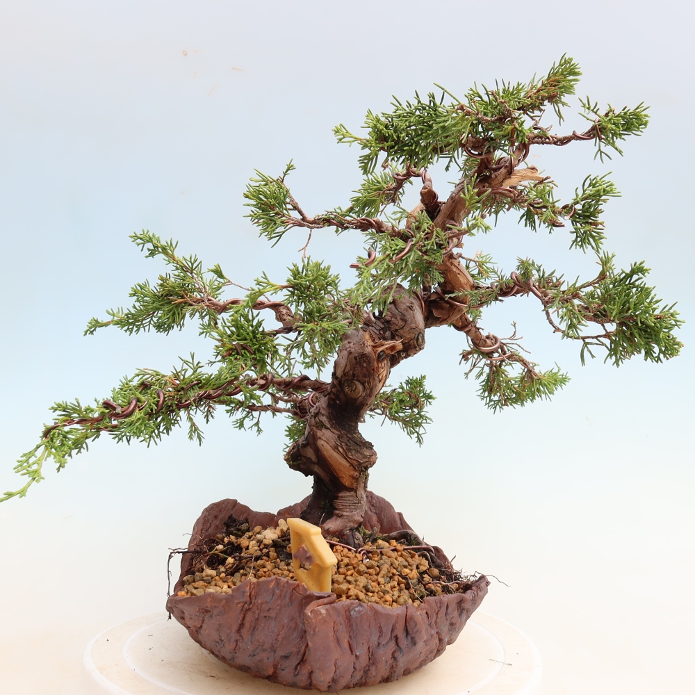 Bonsai voor buiten - Juniperus chinensis Itoigawa-Juniperus chinensis