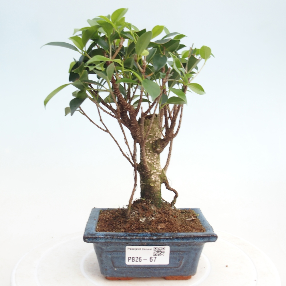 Kamer bonsai Ficus retusa kimmen