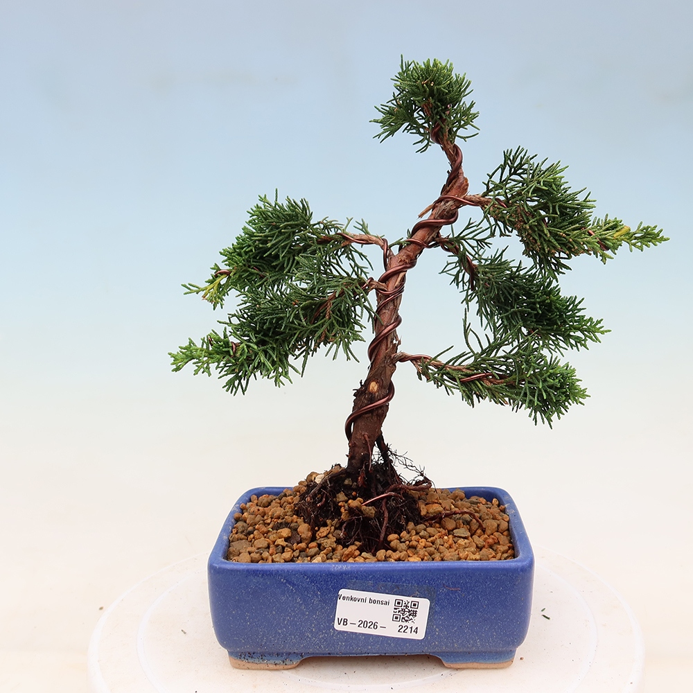 Bonsai voor buiten - Juniperus chinensis Kishu