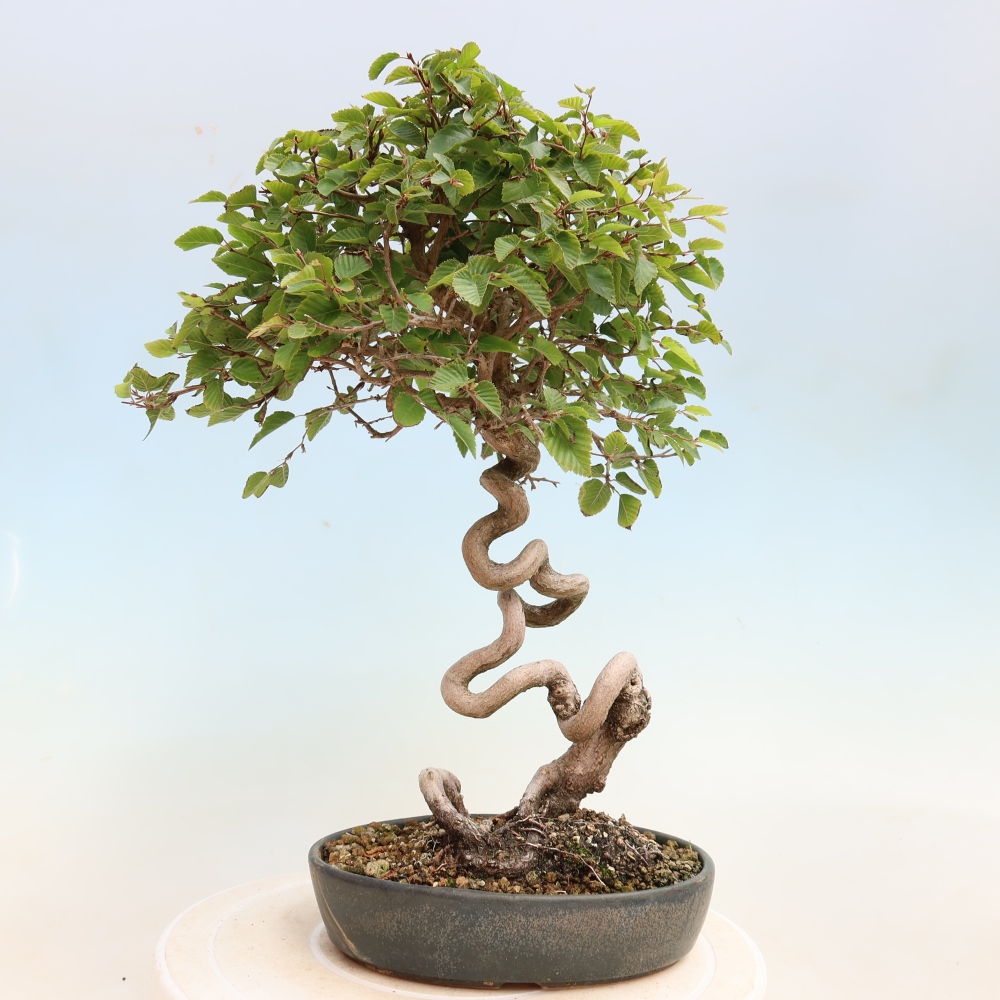 Bonsai voor buiten -Carpinus CARPINOIDES - Koreaanse haagbeuk