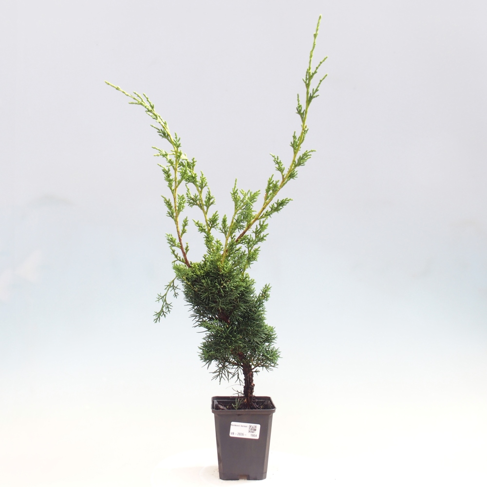 Bonsai voor buiten - Juniperus chinensis Kishu