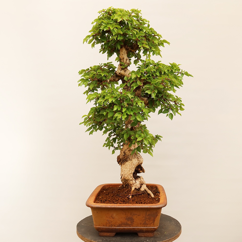 Bonsai voor buiten -Carpinus Coreana - Koreaanse haagbeuk