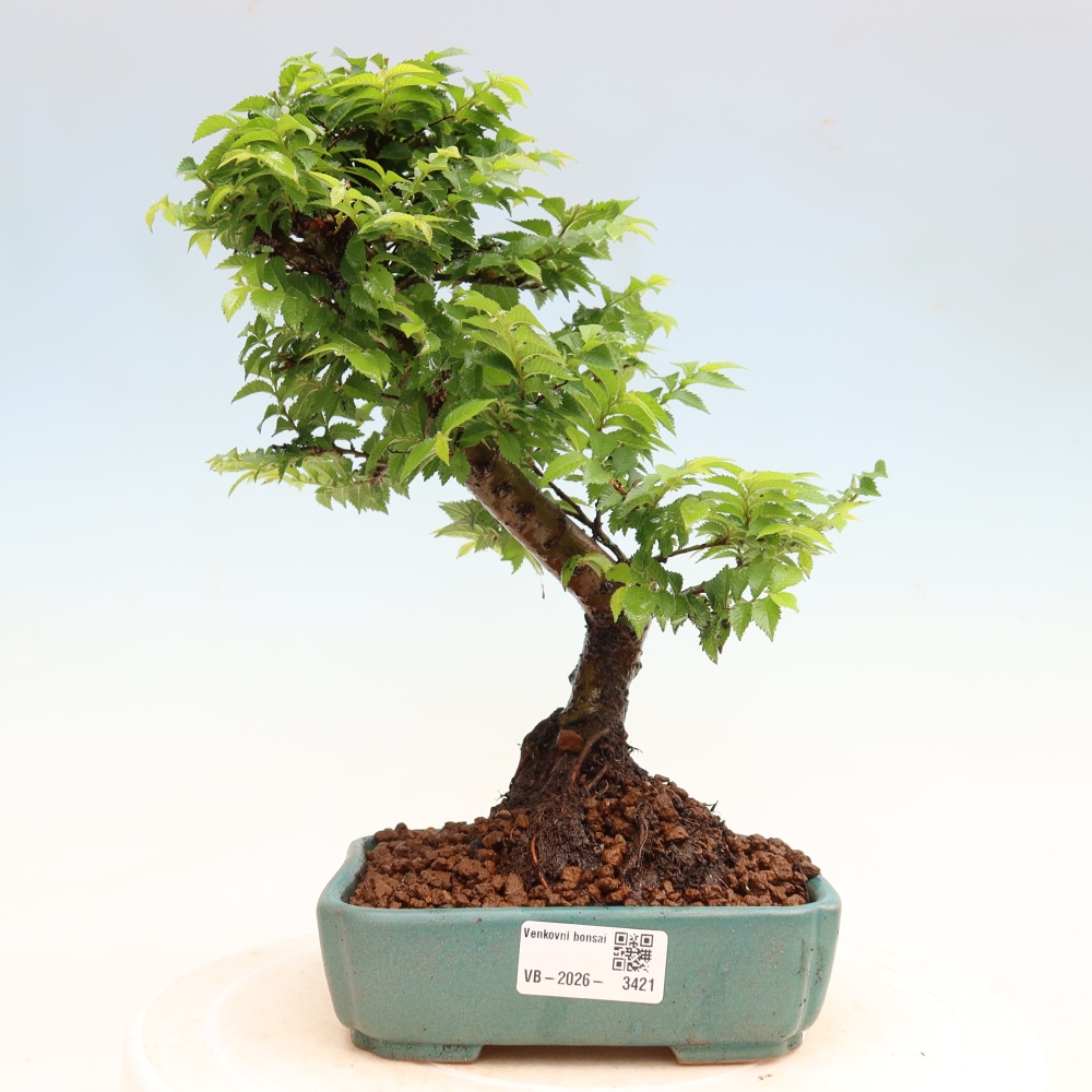 Buitenbonsai - Ulmus Jacqueline Hillier - Prachtige iep