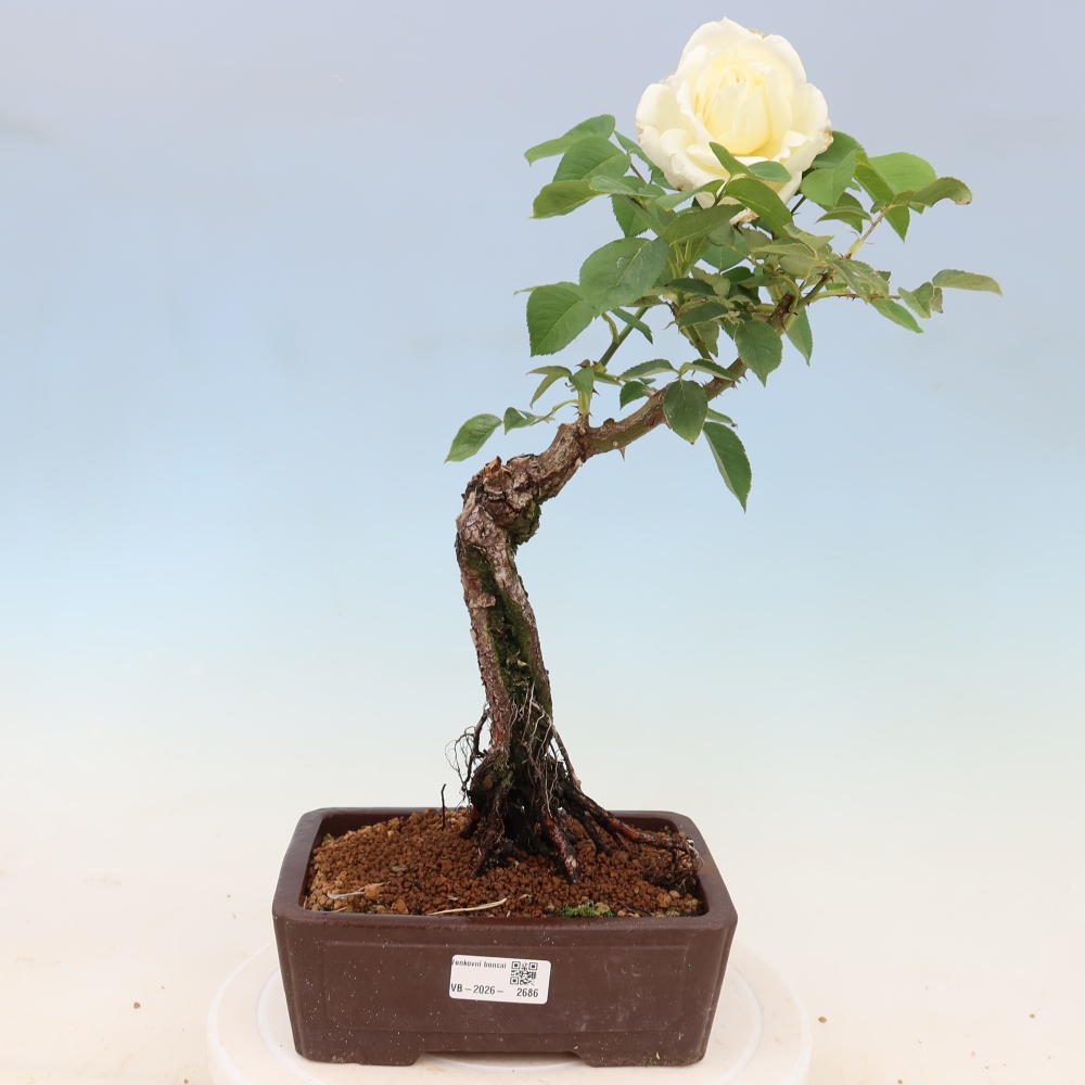 Bonsai voor buiten - Rosa Kordes - roos