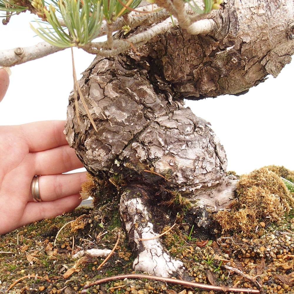 Bonsai voor buiten - Pinus parviflora - Pinus parviflora