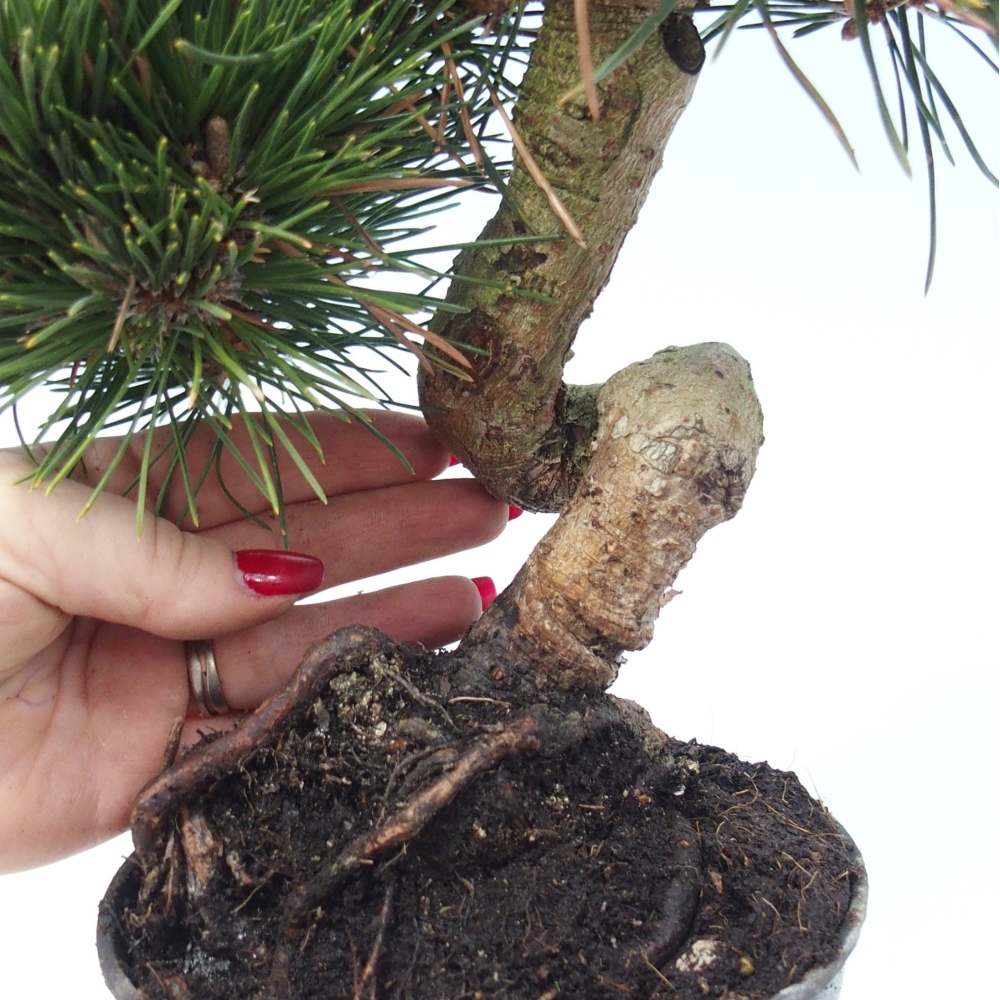 Bonsai voor buiten - Pinus thunbergii senjyumaru - Thunberg den
