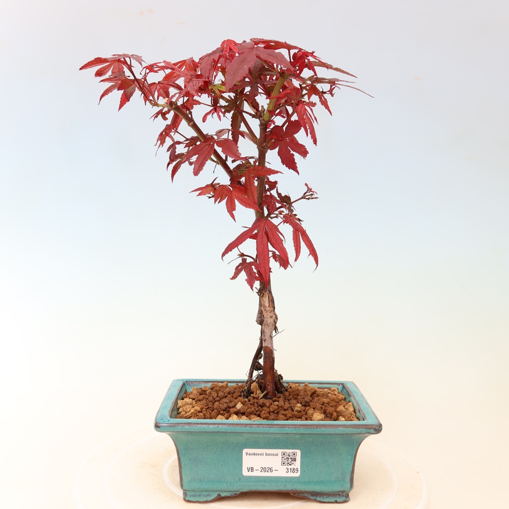 Buitenbonsai - Palmbladige esdoorn  - Acer palmatum Berry Broom 