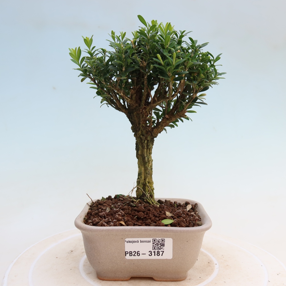 Kamerbonsai - Buxus harlandii - kurk buxus