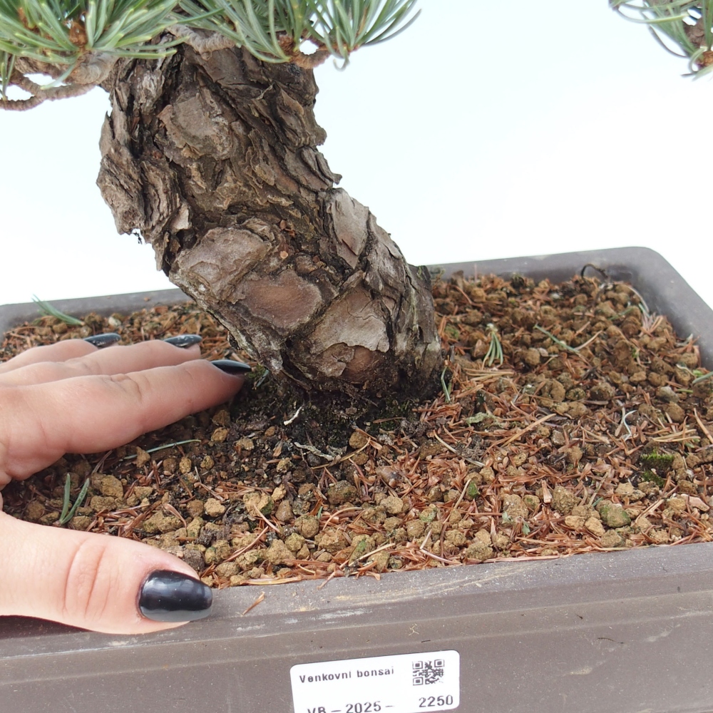 Bonsai voor buiten - Pinus parviflora - Pinus parviflora