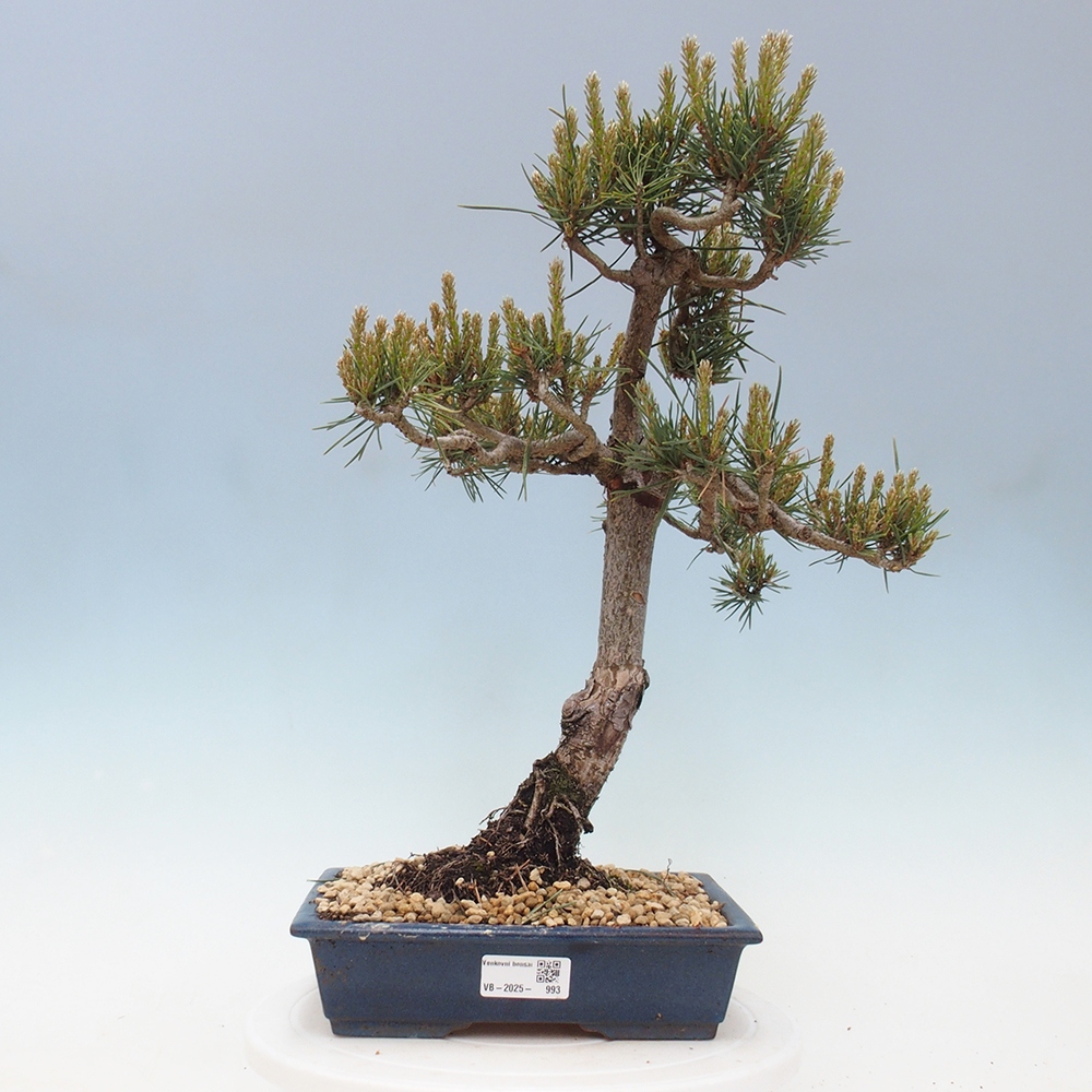 Bonsai voor buiten - Pinus Sylvestris Watererri - grove den