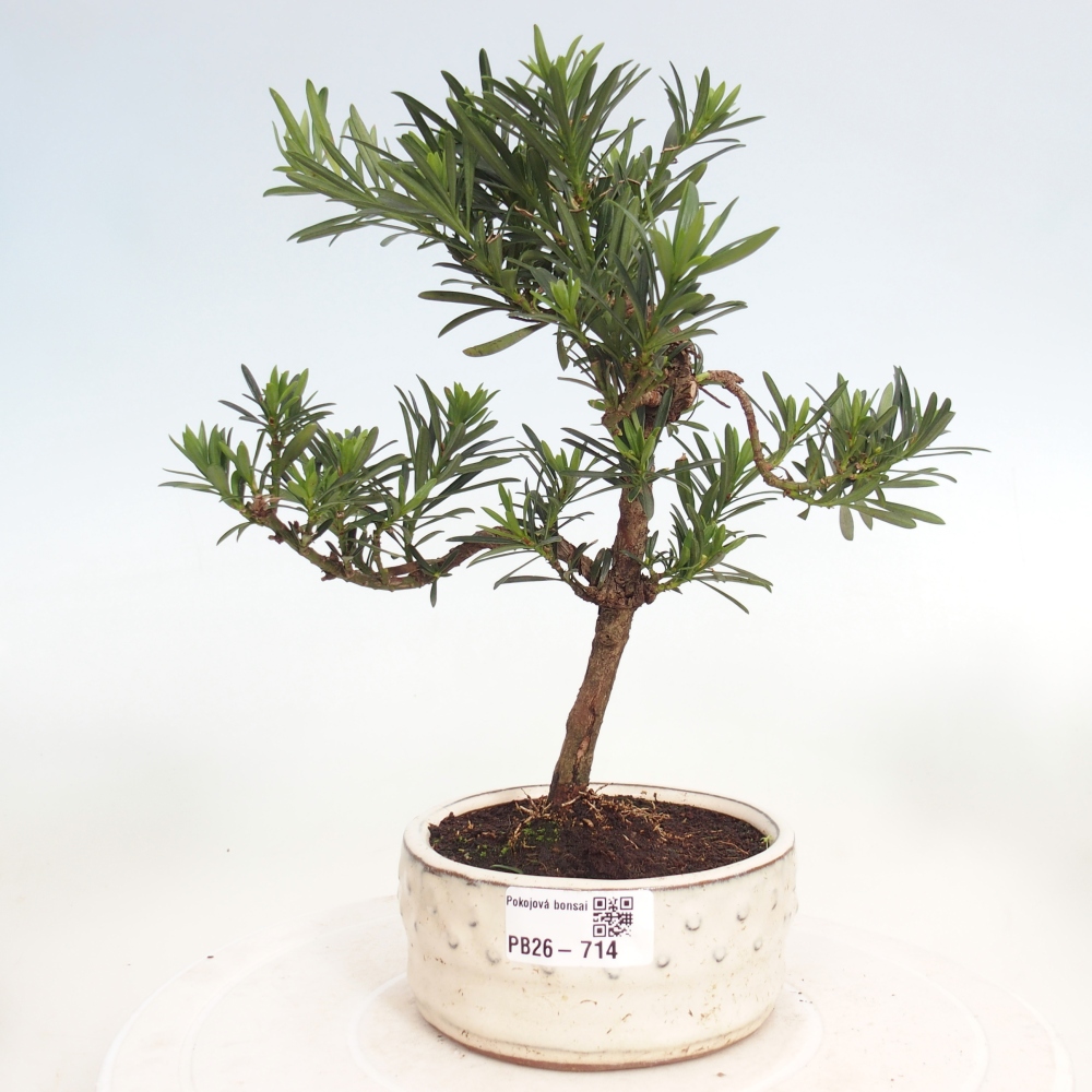 Kamerbonsai - Podocarpus - Taxus