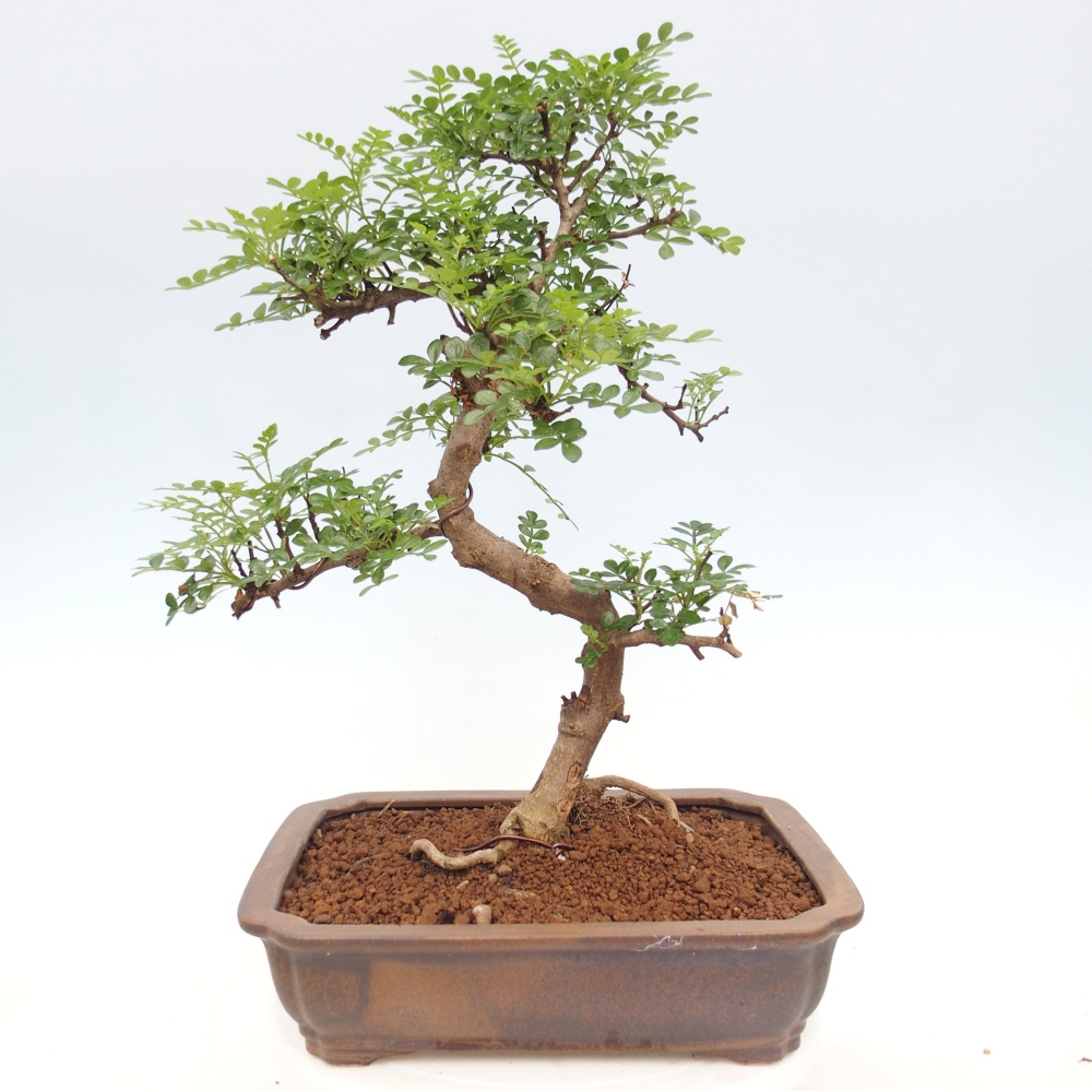 Kamerbonsai - Zantoxylum piperitum - peperboom