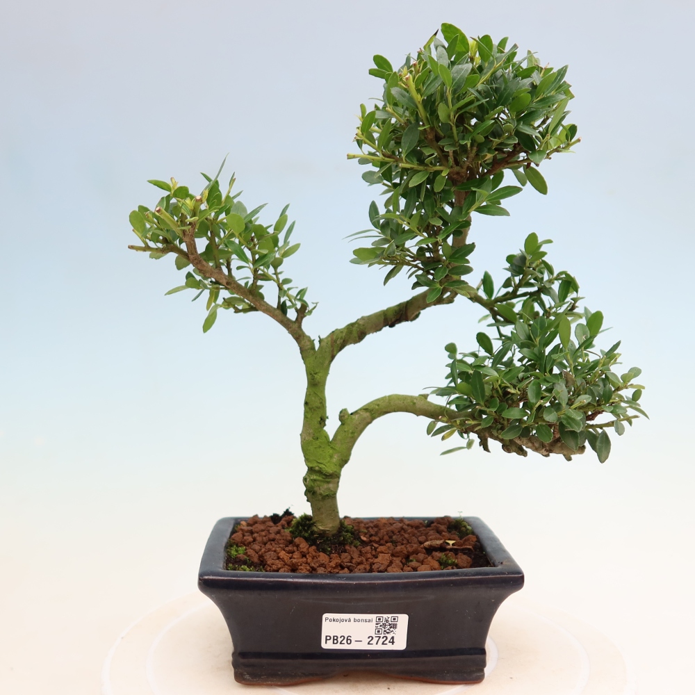Kamerbonsai - Ilex crenata - Hulst