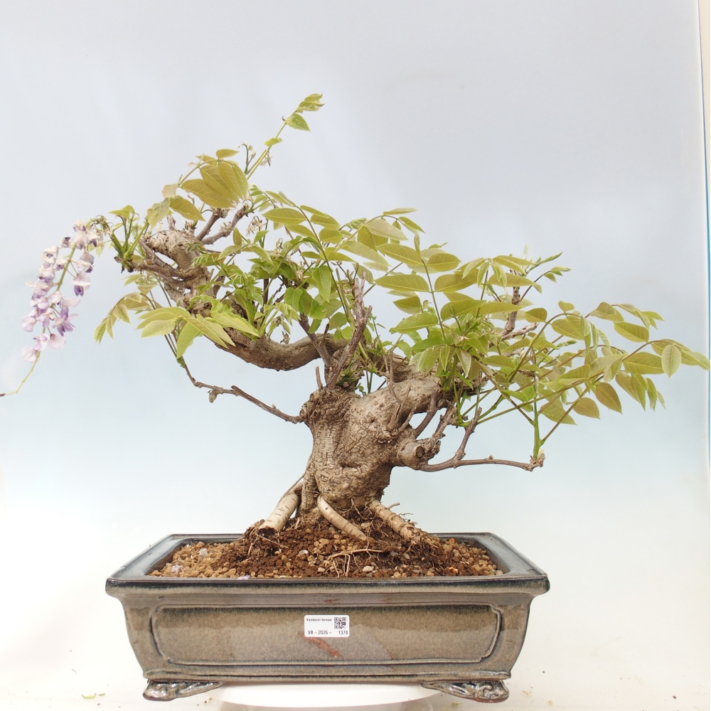 Bonsai voor buiten - Wisteria floribunda