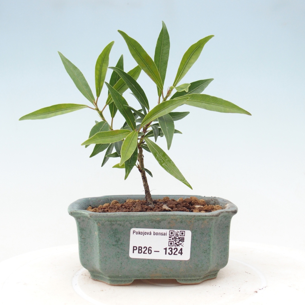 Kamerbonsai - Ficus nerifolia - kleinbladige ficus