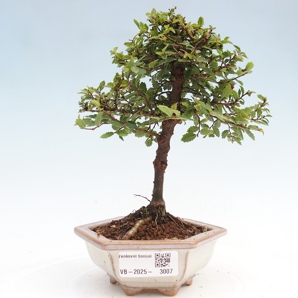 Bonsai voor buiten - Ulmus parvifolia Sagei - Kleinbladige iep