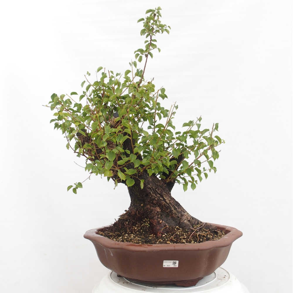 Bonsai voor buiten - Mahalebka - Prunus mahaleb
