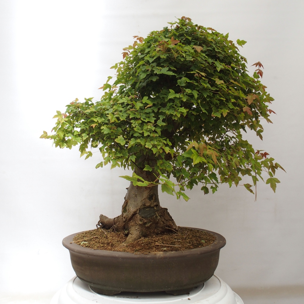 Bonsai voor buiten - Acer Buergerianum - Burgeresdoorn