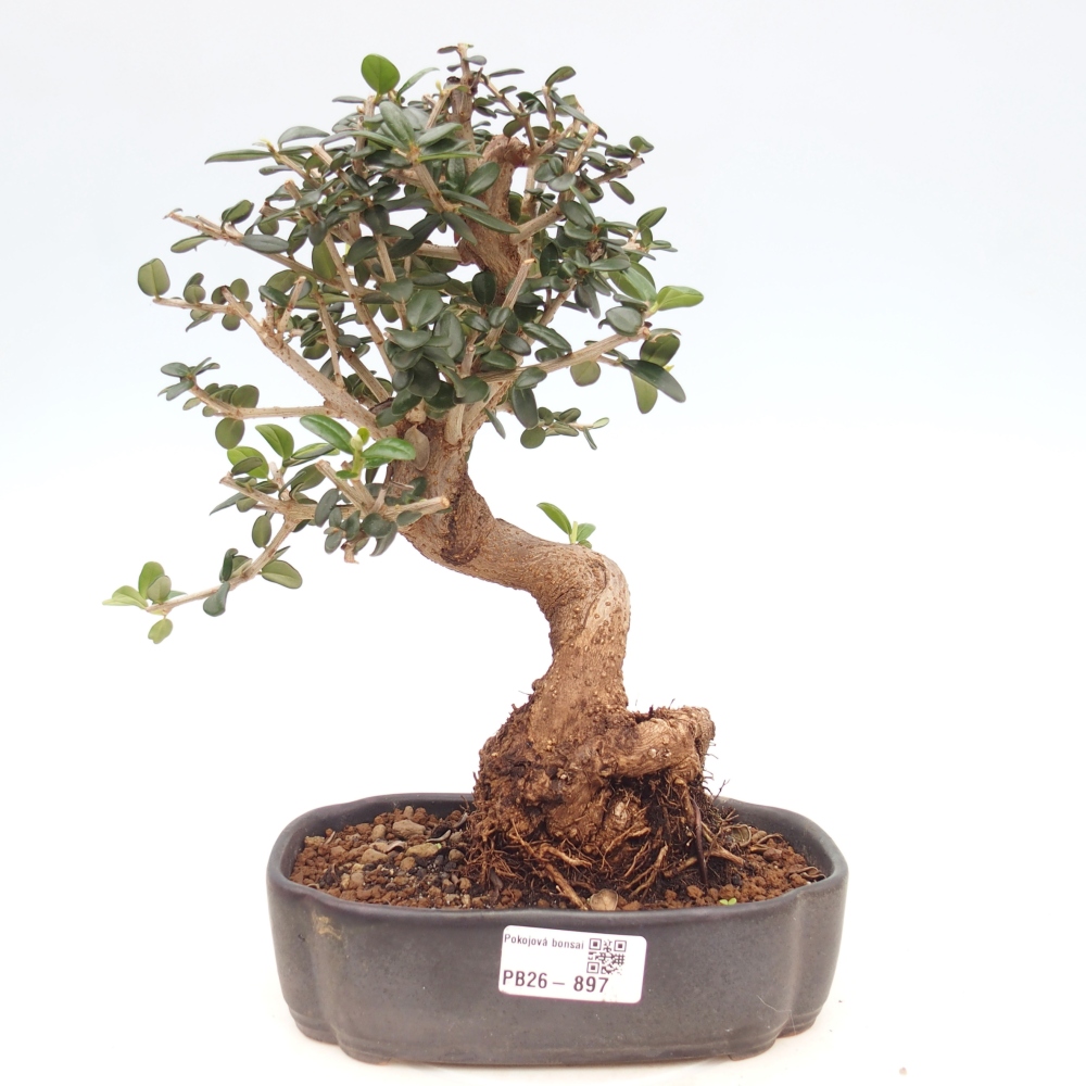 Bonsai voor binnen - Olea europaea sylvestris
