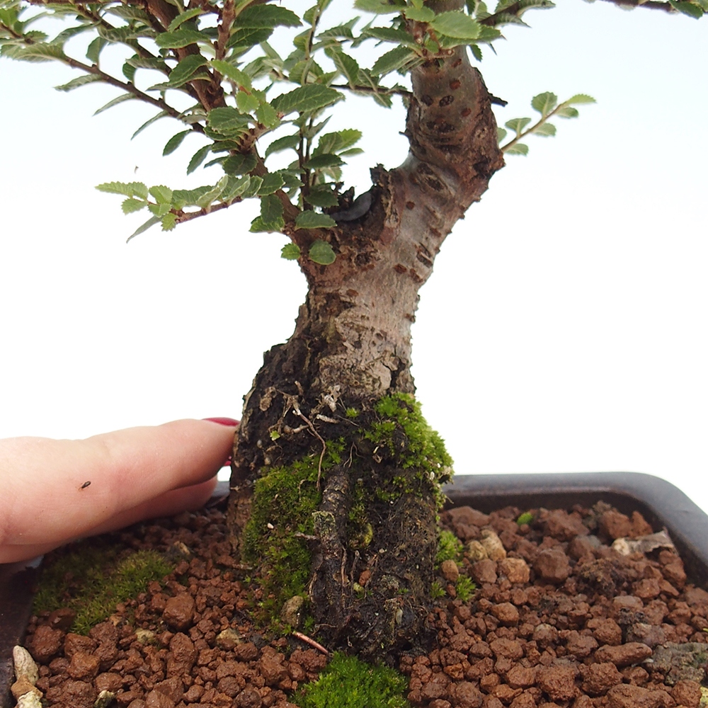 Bonsai voor buiten - Ulmus parvifolia Hokkaido - Chinese iep