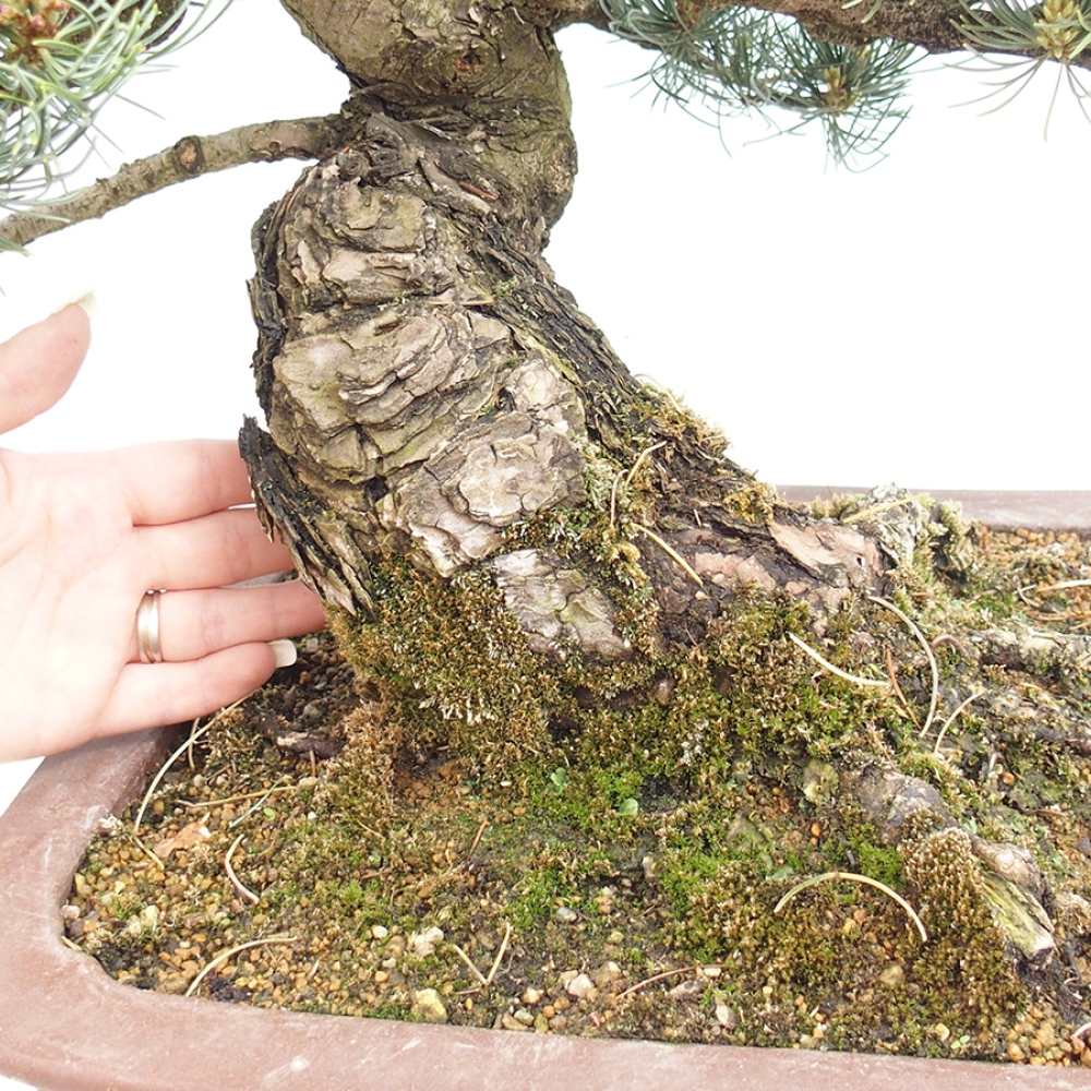 Bonsai voor buiten - Pinus parviflora - Pinus parviflora