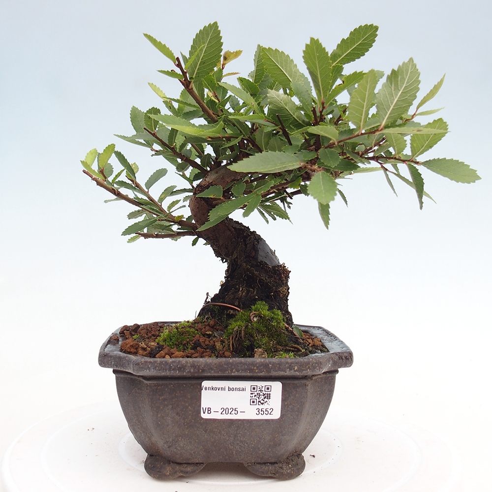 Bonsai voor buiten - Zelkova - Zelkova NIRE