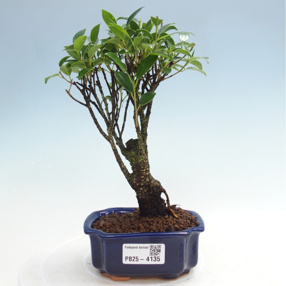 Kamer bonsai Ficus retusa kimmen