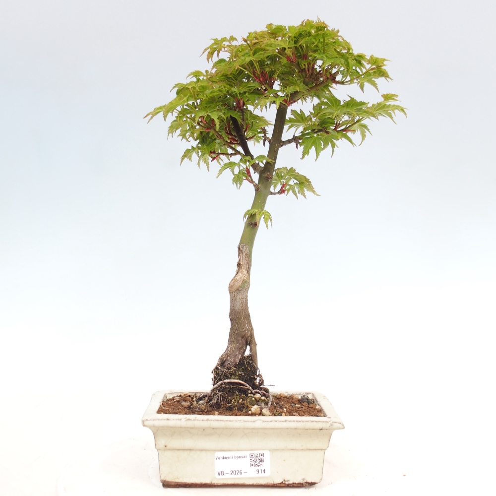 Bonsai voor buiten -Javor palm Acer palmatum Shishigashira
