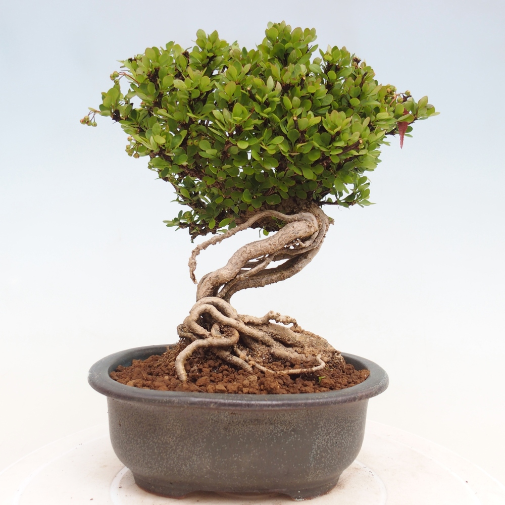 Bonsai voor buiten - Berberis coreana