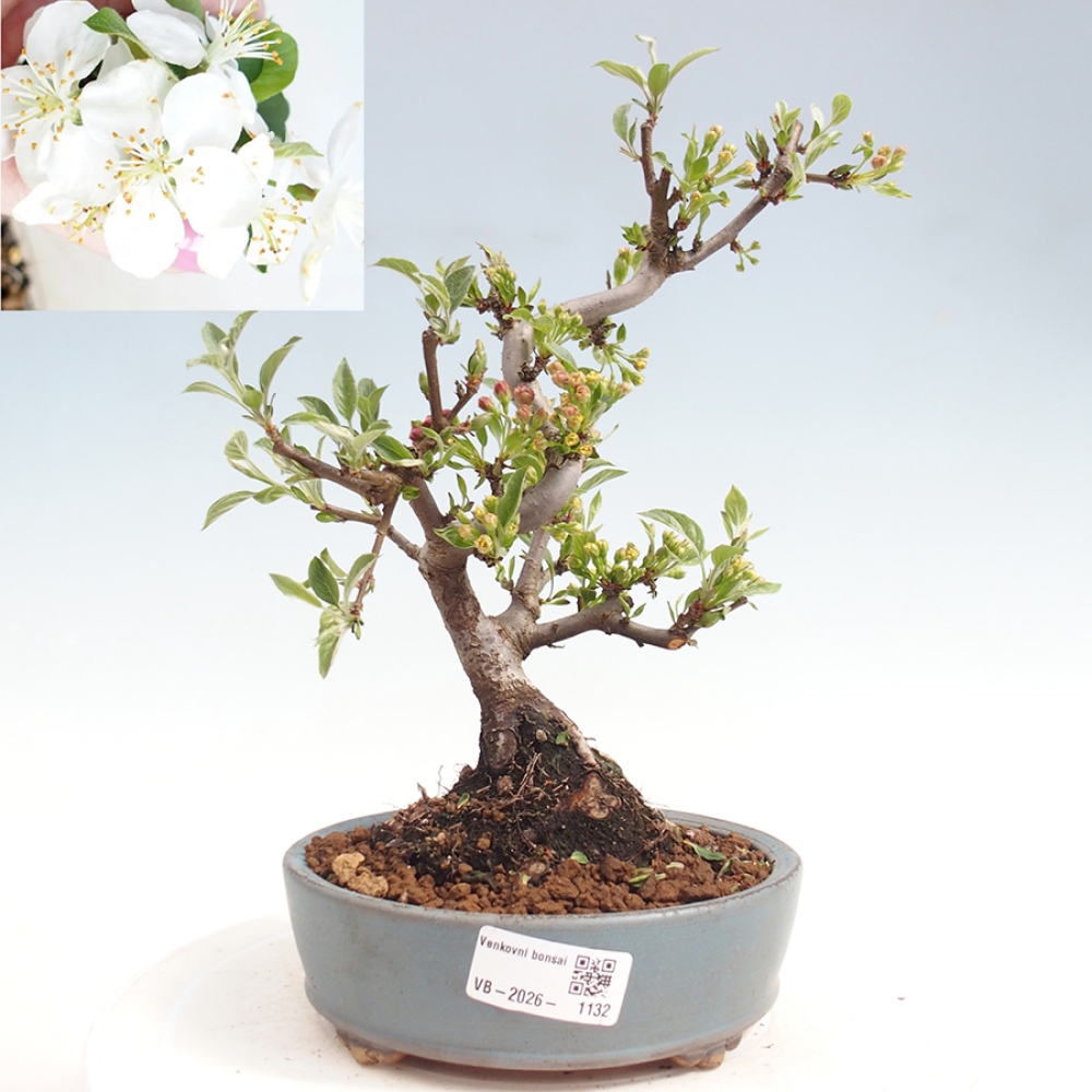 Bonsai voor buiten - Malus sargentii - Appelboom met kleine vruchten