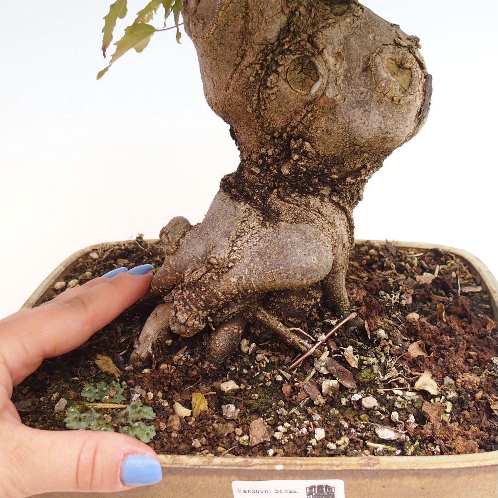 Bonsai voor buiten - Acer Buergerianum - Burgeresdoorn