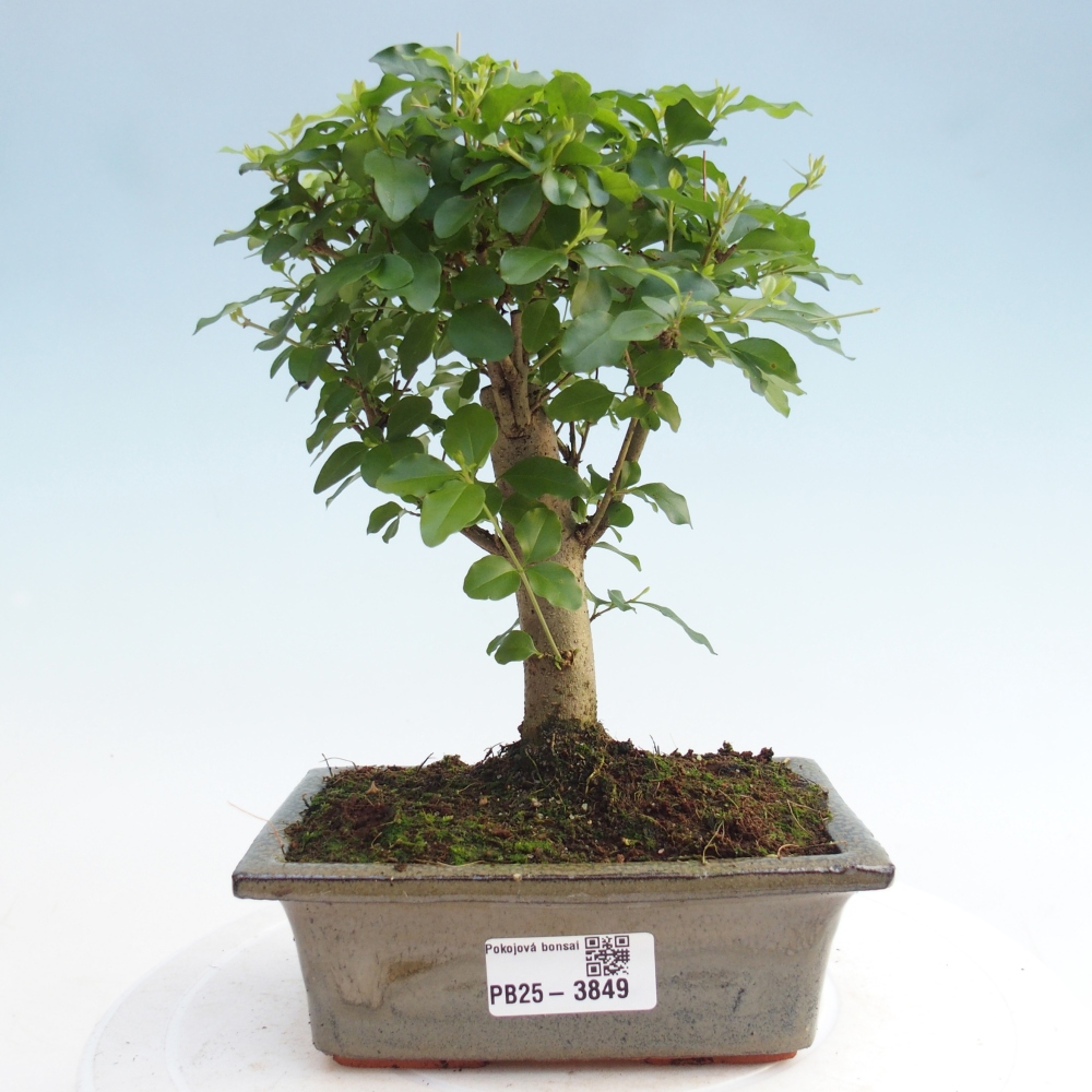 Kamerbonsai -Ligustrum chinensis - Vogelsnavel