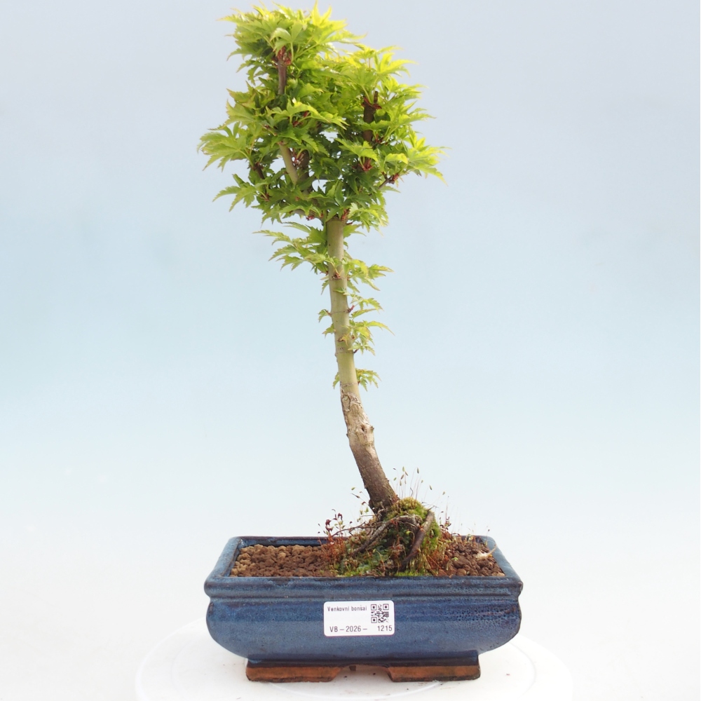 Bonsai voor buiten -Javor palm Acer palmatum Shishigashira