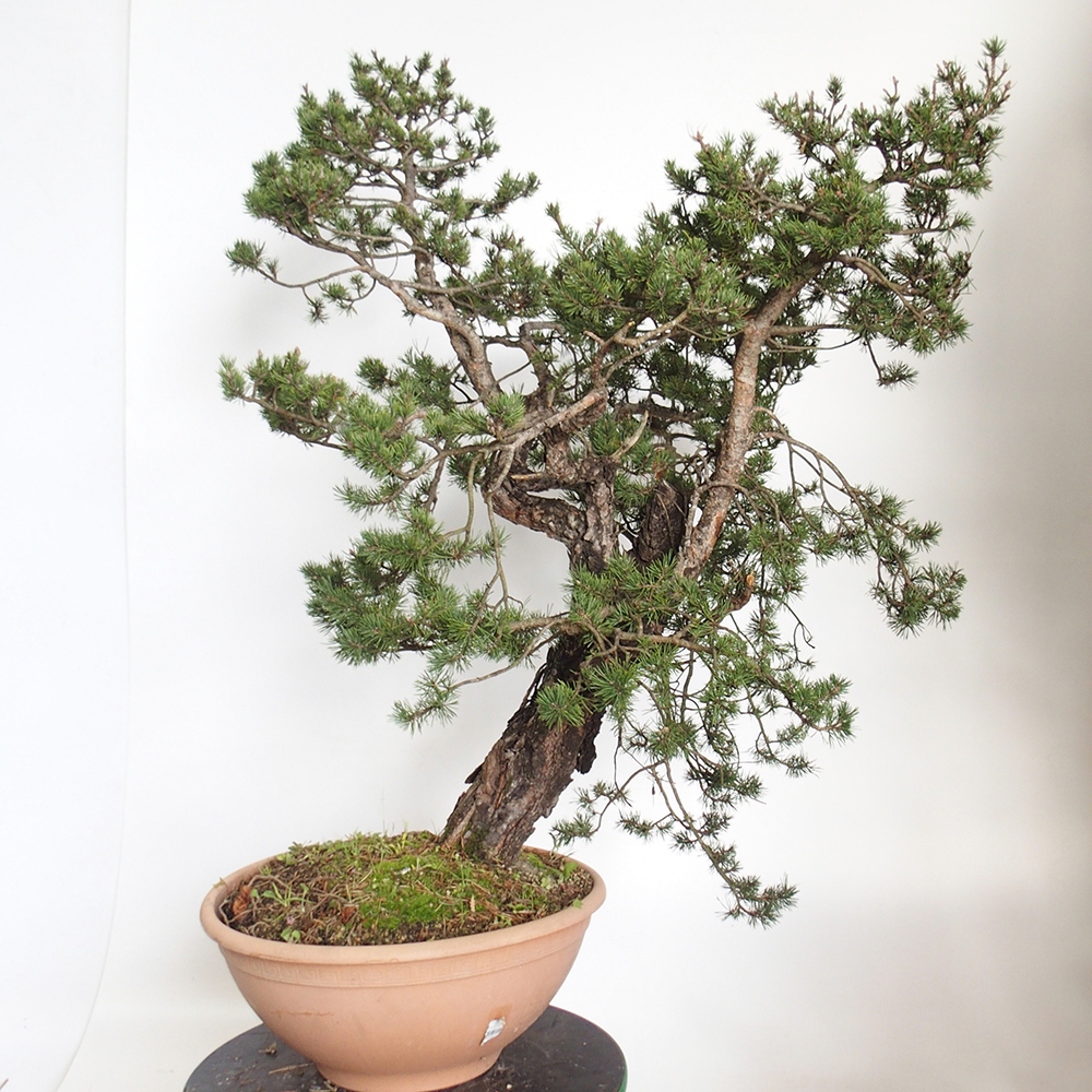 Yamadori - Pinus sylvestris Spanje