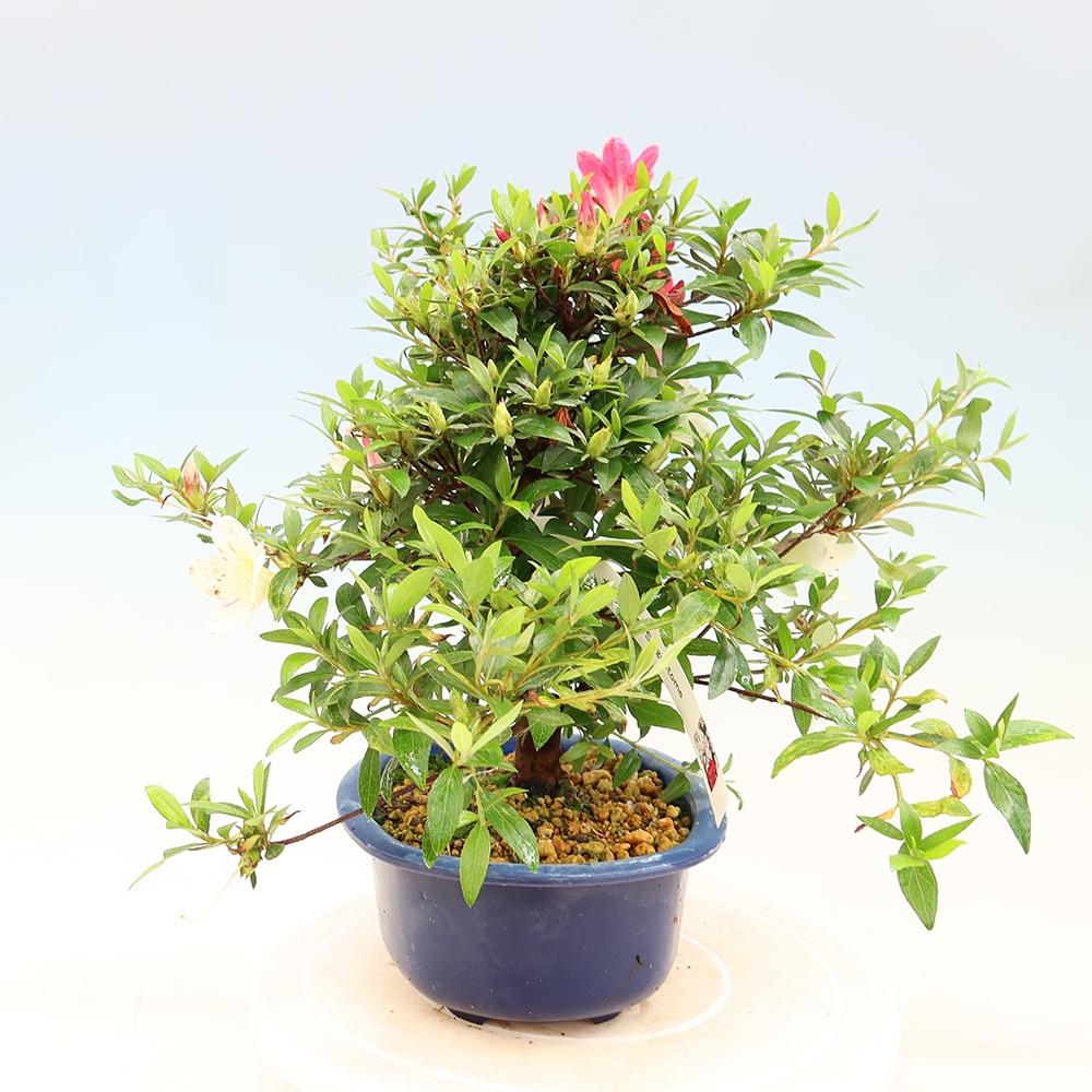 Bonsai voor buiten - Japanse Azalea - Azalea Suigootome