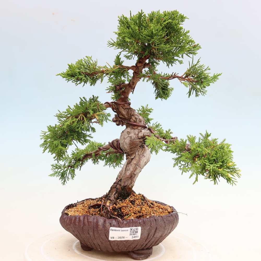 Bonsai voor buiten - Juniperus chinensis Itoigawa-Juniperus chinensis