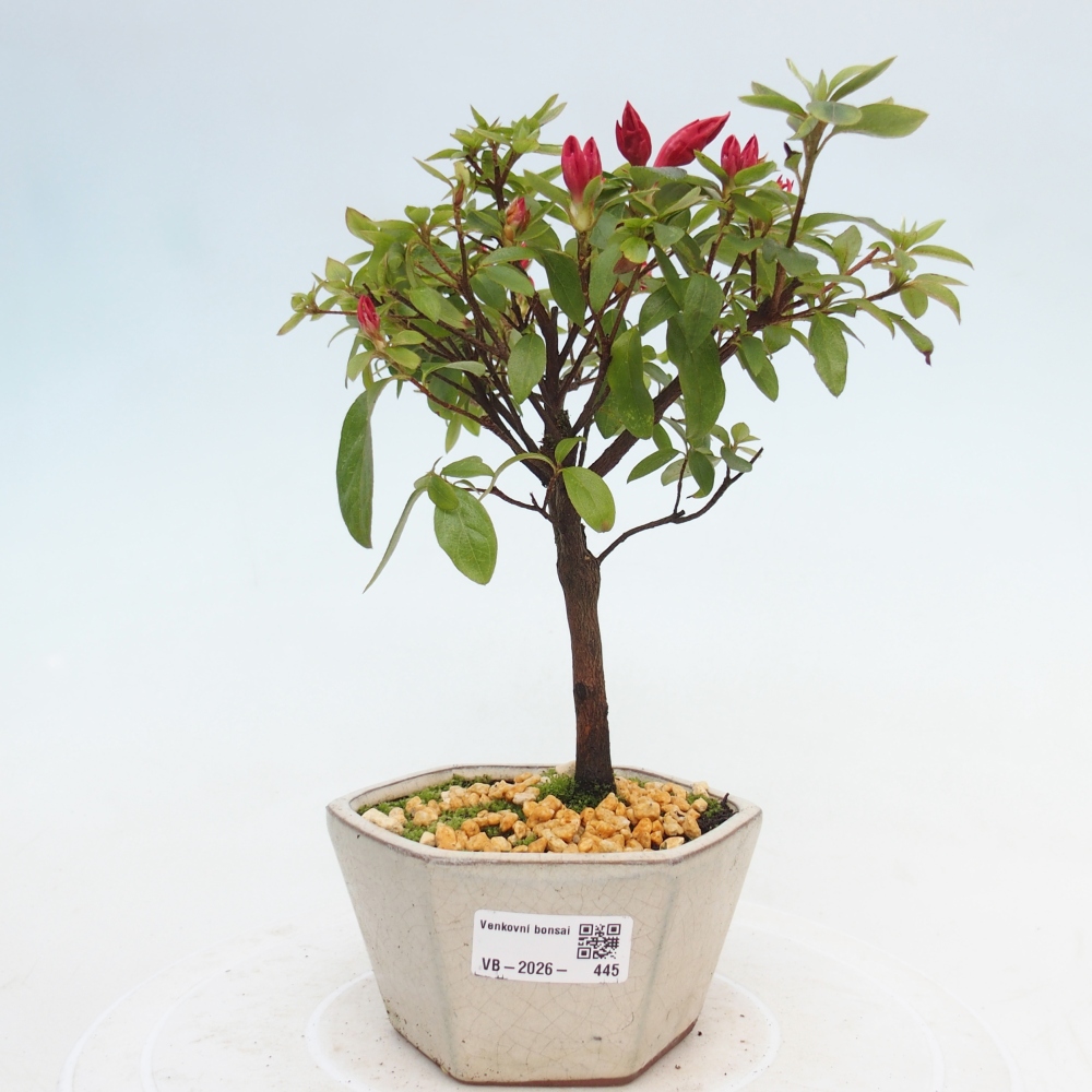 Bonsai voor buiten - Japanse azalea - Azalea sp.