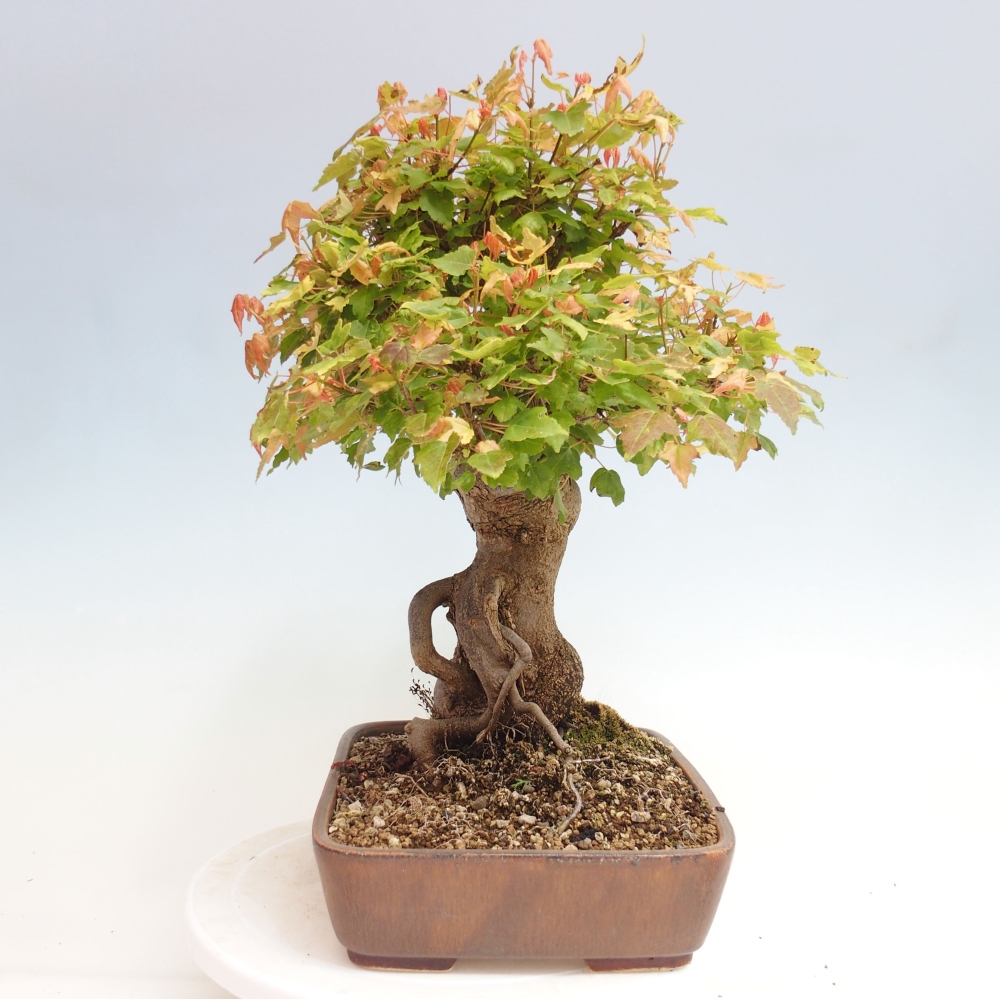 Bonsai voor buiten - Acer Buergerianum - Burgeresdoorn