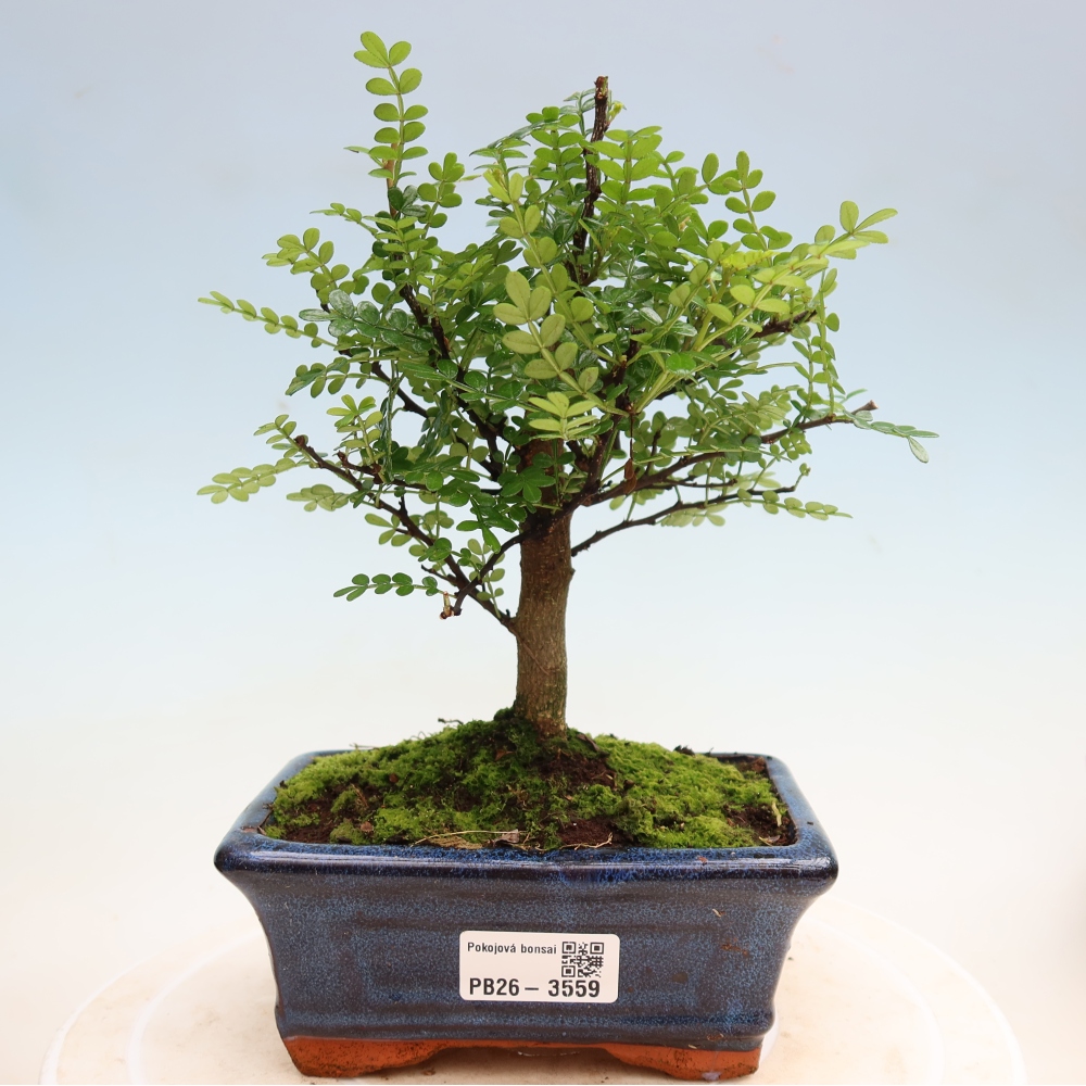 Kamerbonsai - Zantoxylum piperitum - peperboom