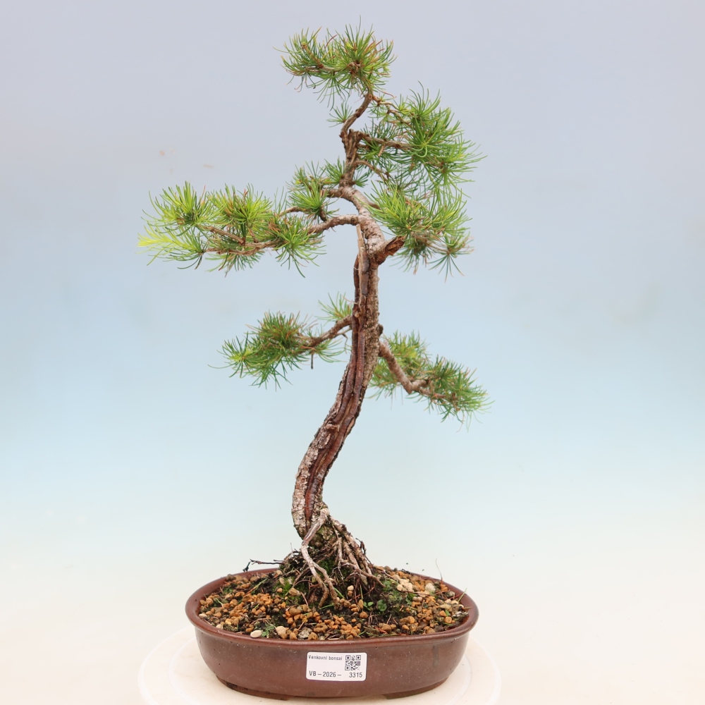 Bonsai voor buiten -Larix decidua - Lariks