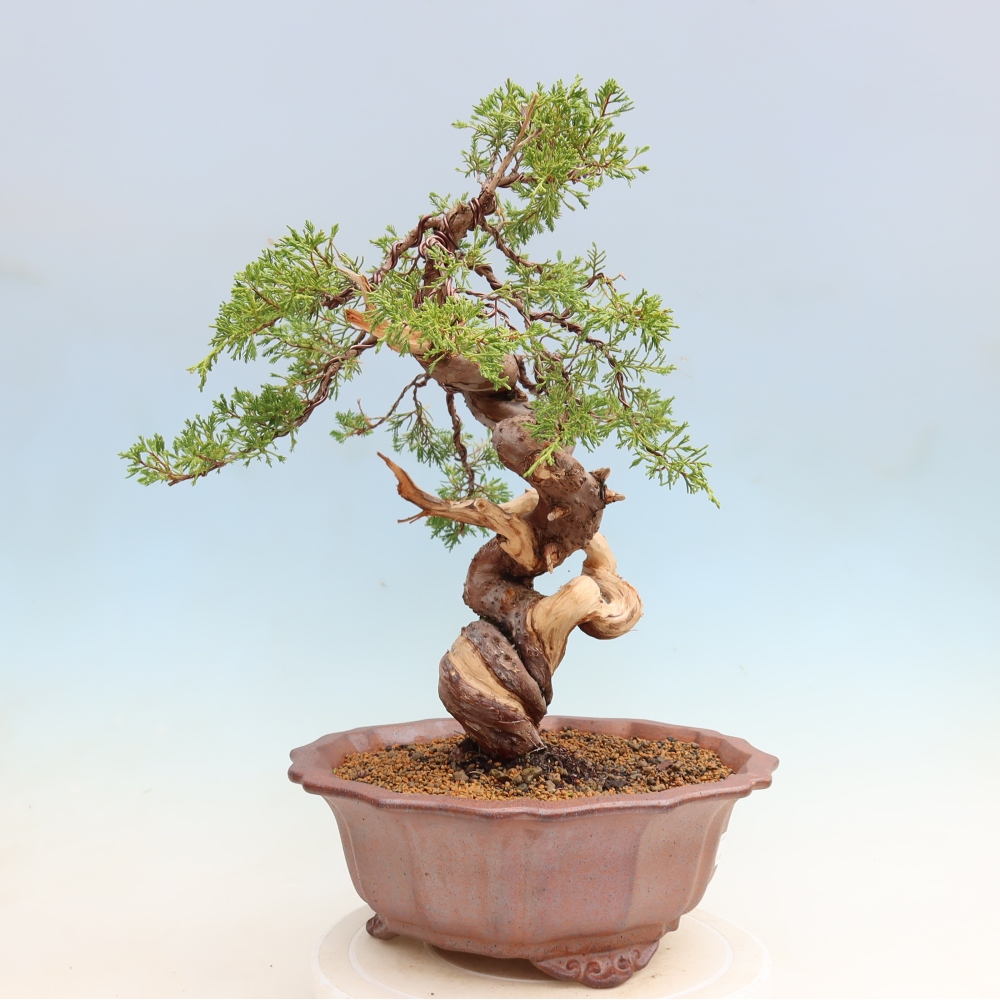 Bonsai voor buiten - Juniperus chinensis Itoigawa-Juniperus chinensis