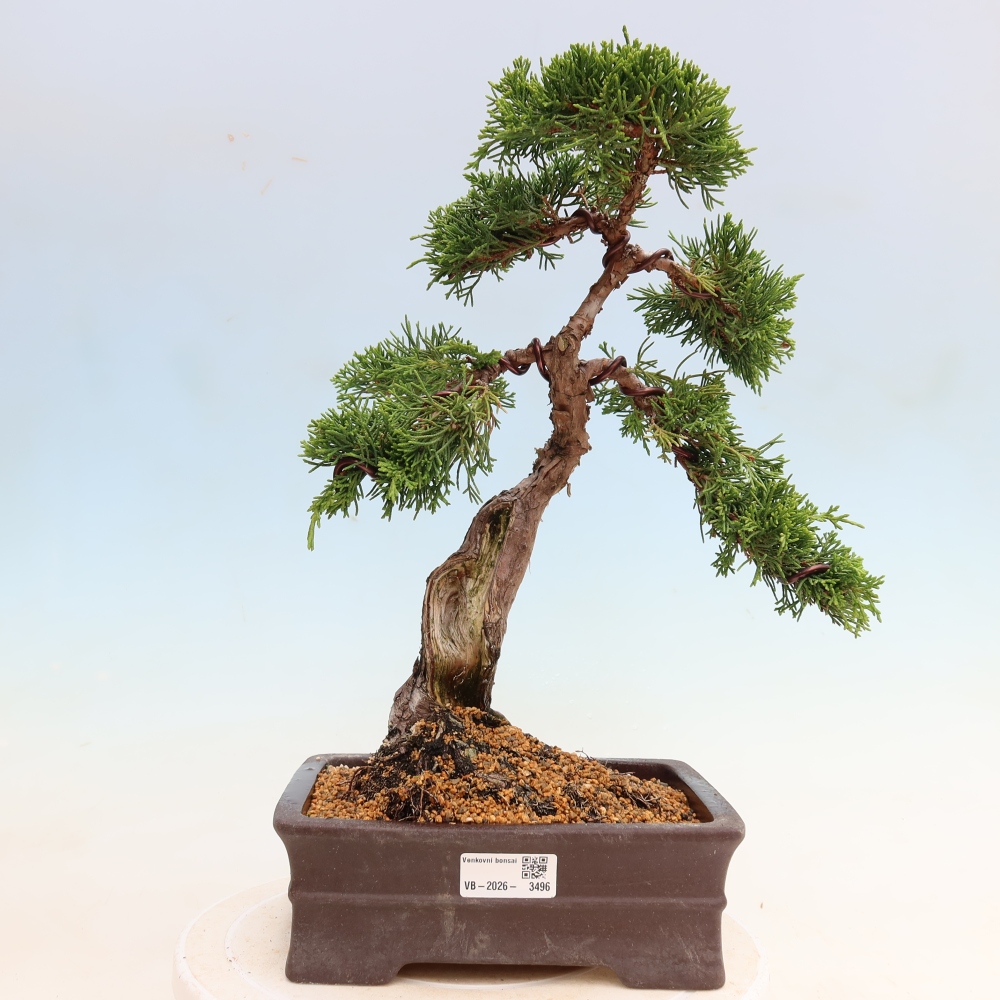 Bonsai voor buiten - Juniperus chinensis Itoigawa-Juniperus chinensis