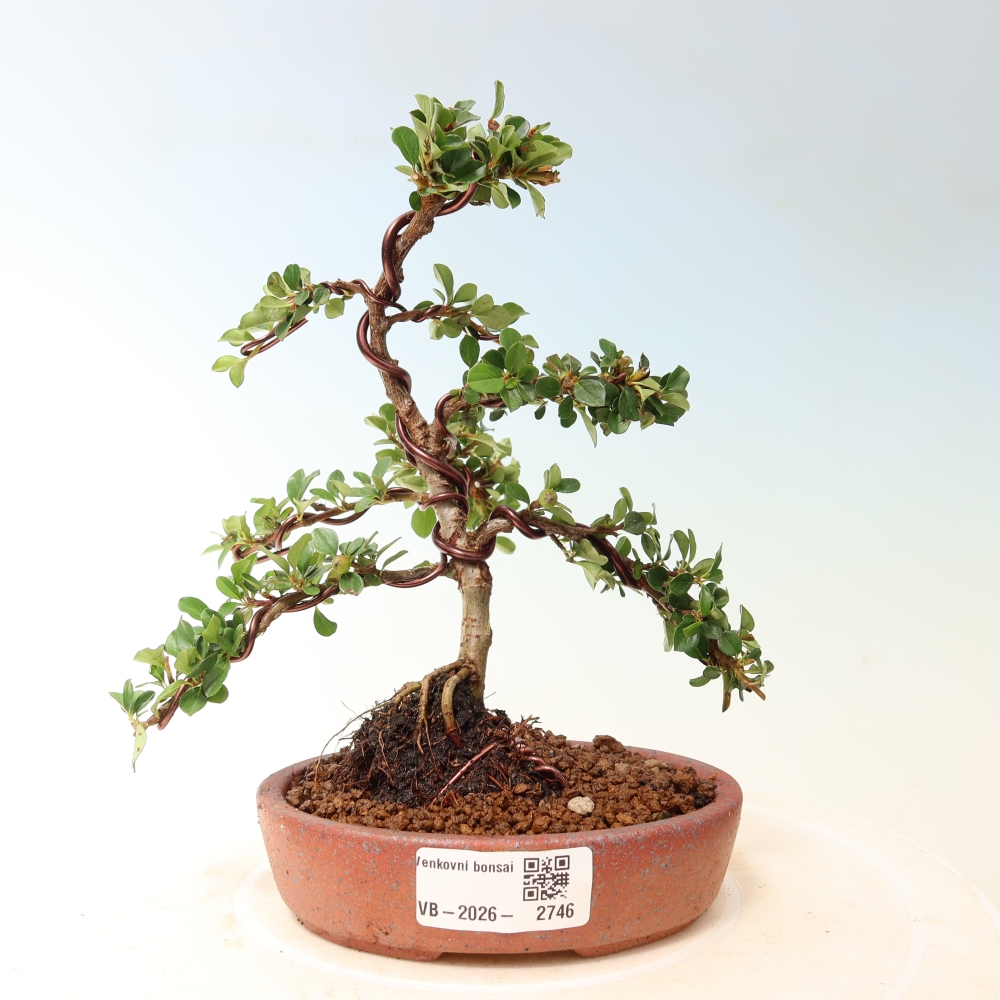 Bonsai voor buiten - Cotoneaster horizontalis - Rocky Mountain