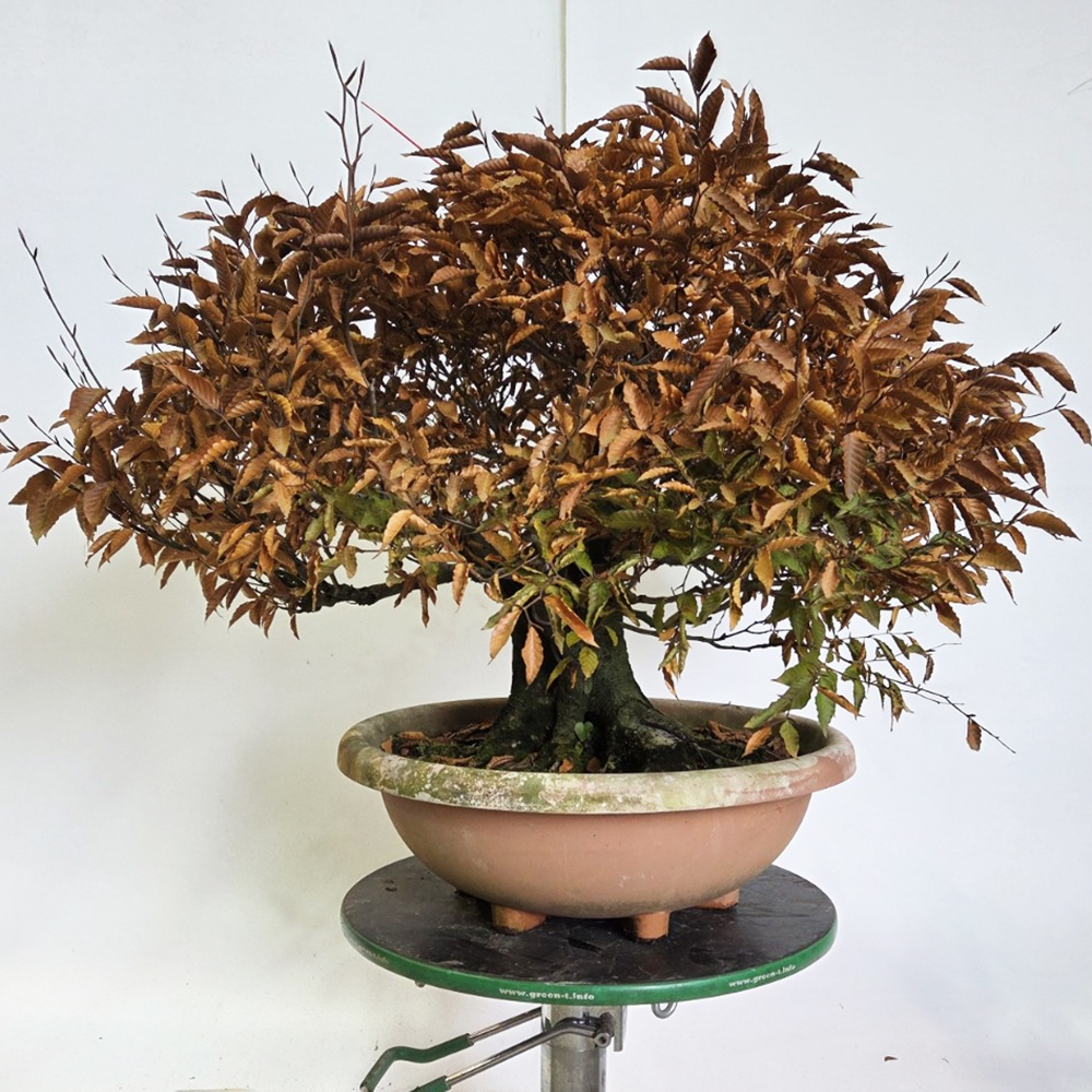 Bonsai voor buiten - Fagus crenata
