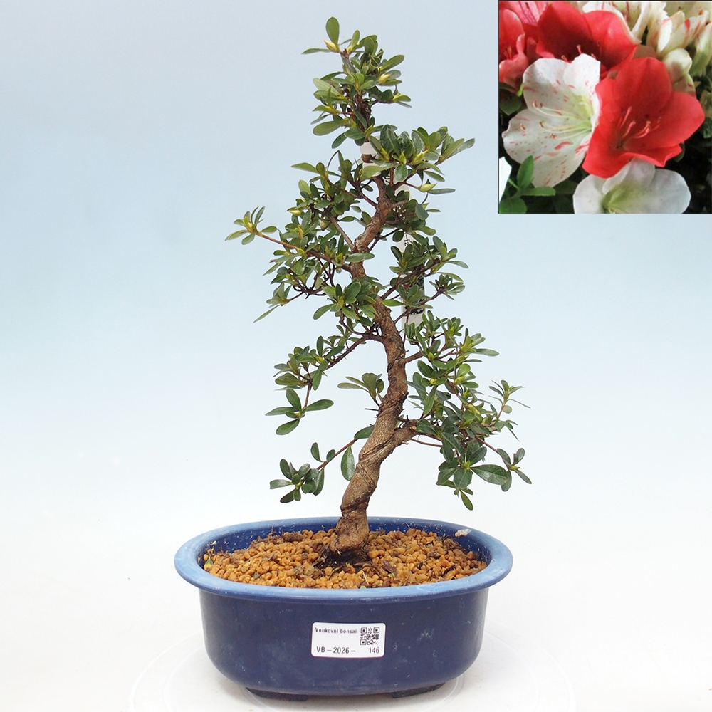 Bonsai voor buiten - Japanse azalea - Azalea Asahi-no-izumi